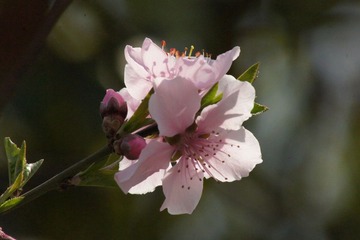 花语十七