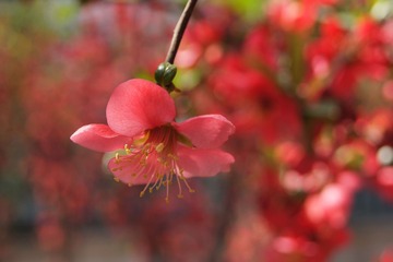 花语三十二