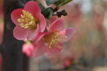 花语三十三