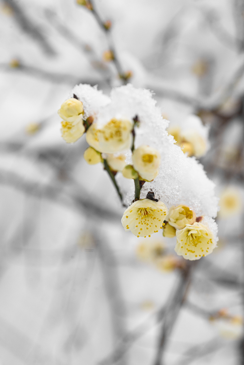 雪梅