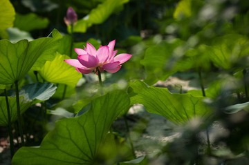 _IGP3551