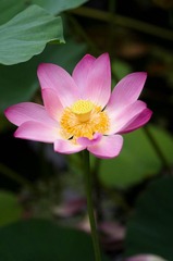 _IGP3597