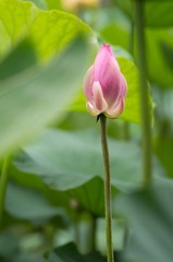 _IGP3644