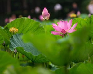 _IGP3647