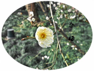 SAM_8619_副本.jpg