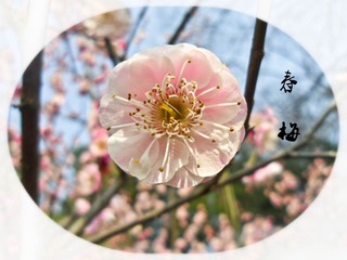 SAM_8641_副本.jpg