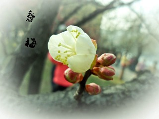 SAM_8656_副本.jpg