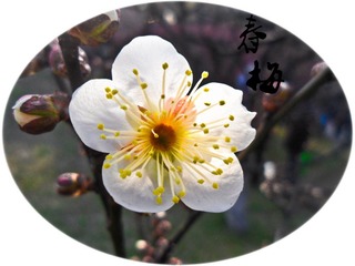 SAM_8657_副本.jpg