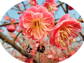 SAM_8660_副本.jpg