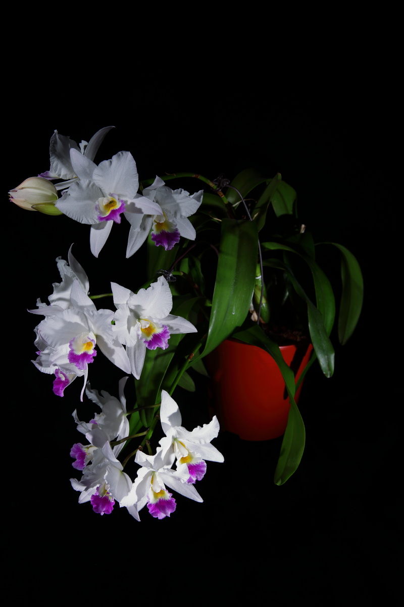 卡特兰 lct. village chief parfum 贵夫人