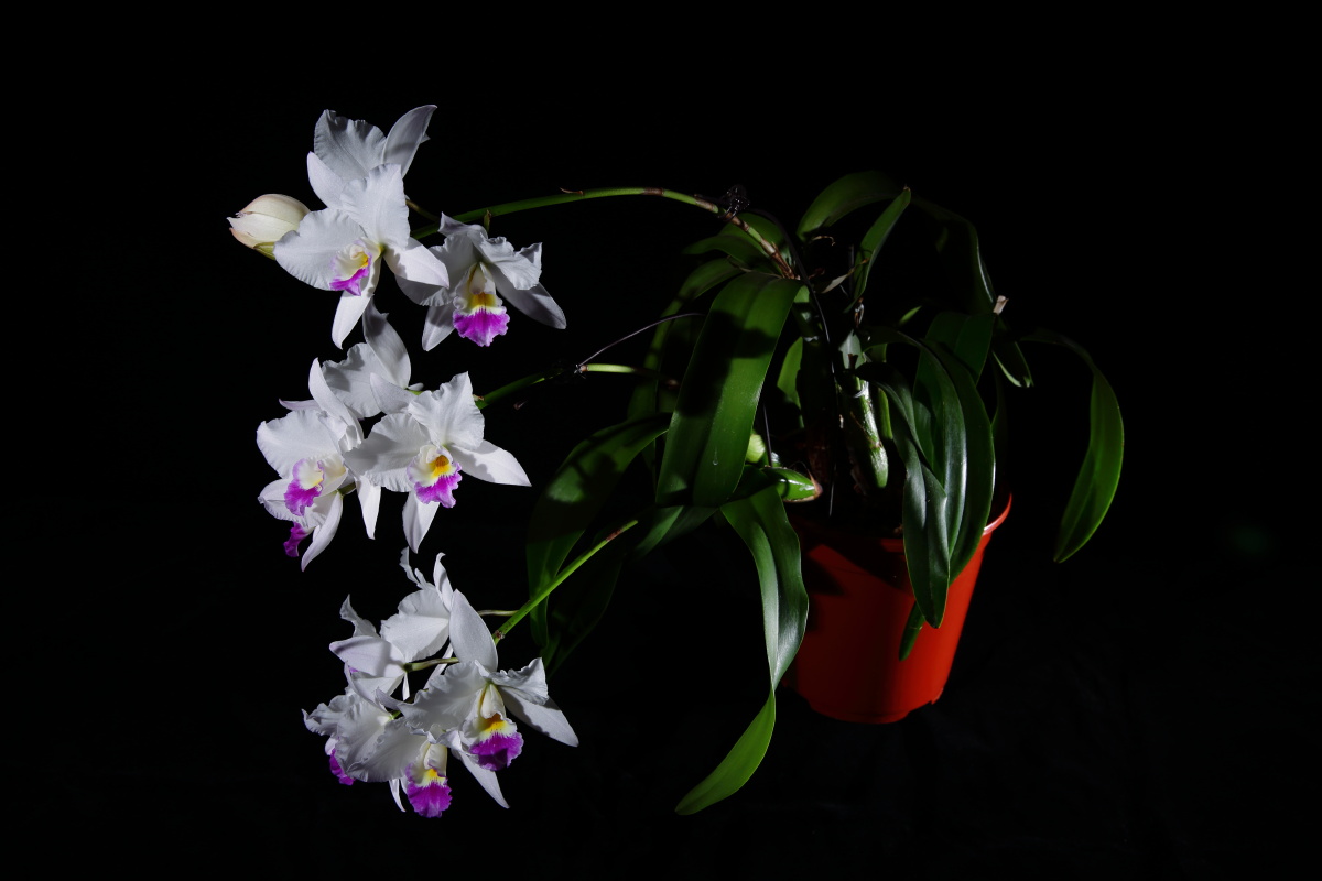 卡特兰 lct. village chief parfum 贵夫人