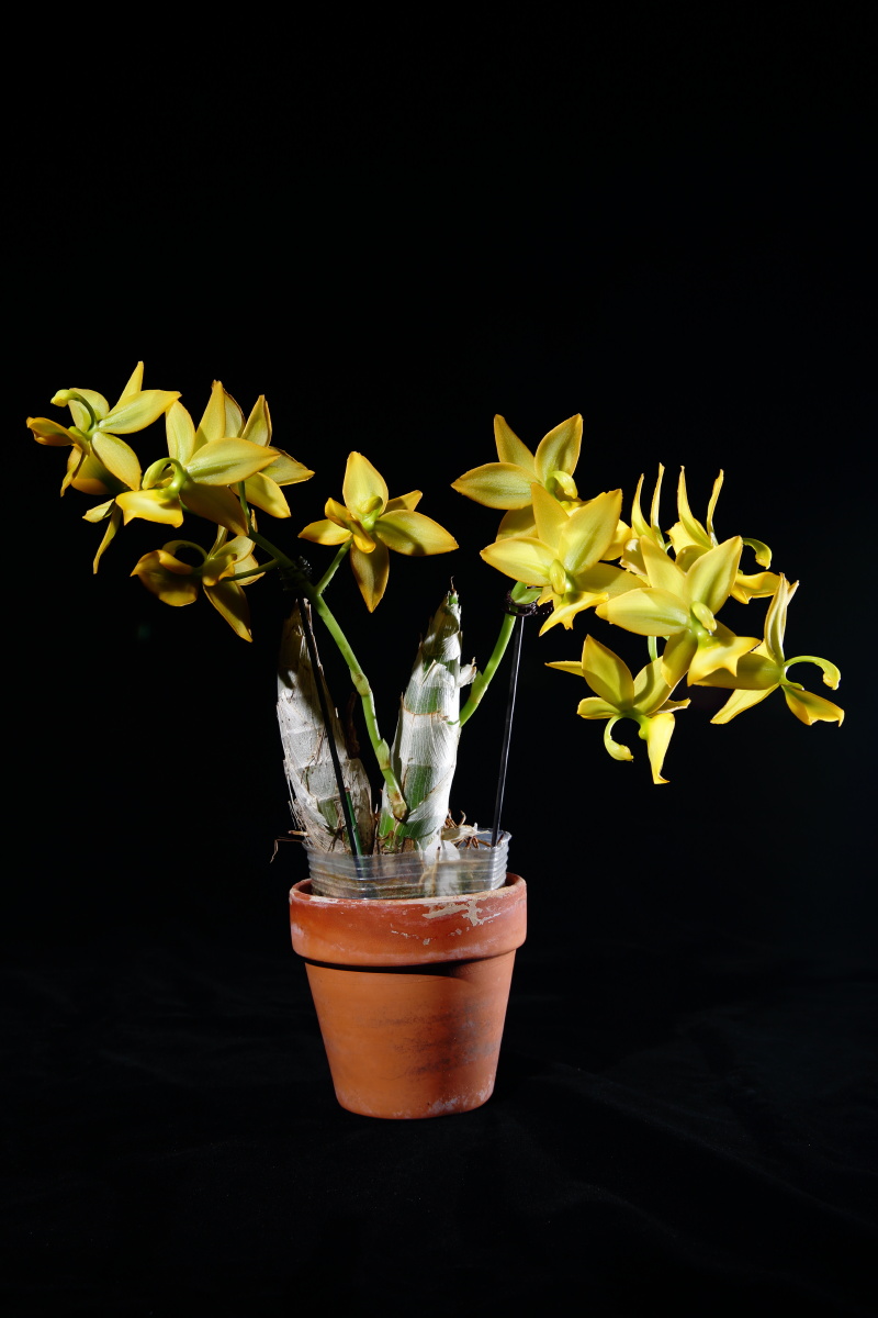 天鹅兰 - 水煮鱼955 - 图虫