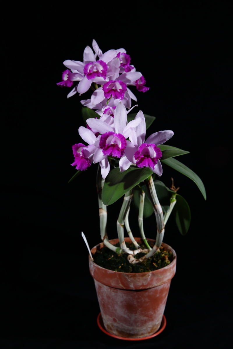 原种卡特兰cintermediavarorlatario