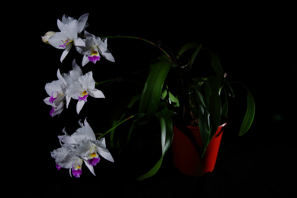 卡特兰 lct. village chief parfum 贵夫人