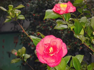 CIMG1841_