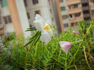 CIMG1235_副本.jpg
