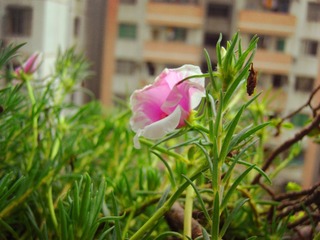 CIMG1249_副本.jpg