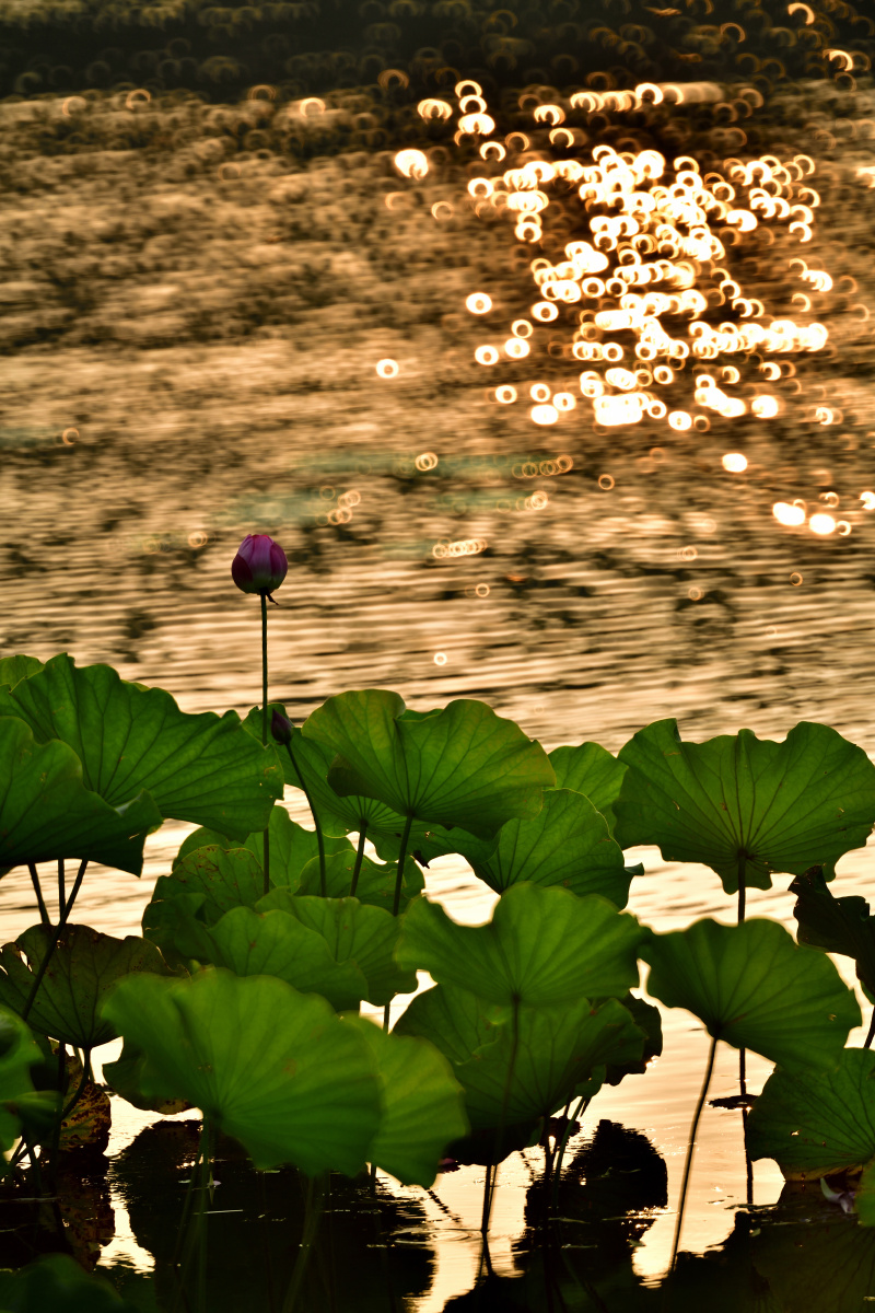 荷- 多哥855 - 图虫网 - 优质摄影师交流社区