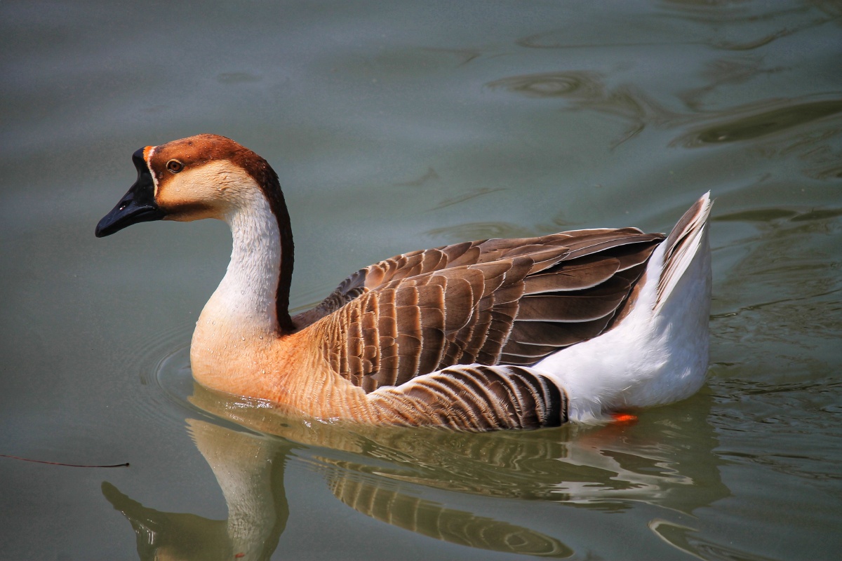 摄影圈子风光摄影圈#家禽鹅池塘野生动物绿头鸭鸭水禽鸟还没有人打赏