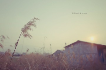 LIN00478-2副本.jpg