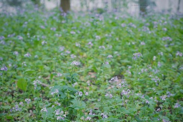 LIN01007副本.jpg