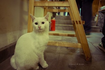 LIN00732副本.jpg