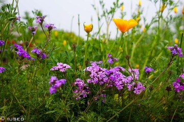DSC03787.jpg