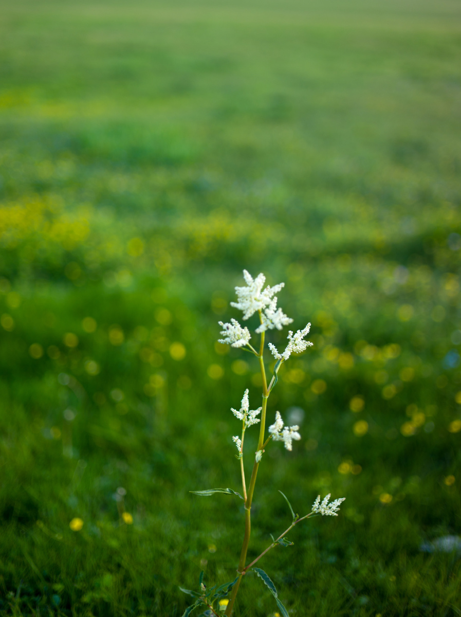 草原一枝花 草原一枝花画法