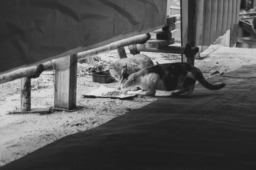 _DSC0004