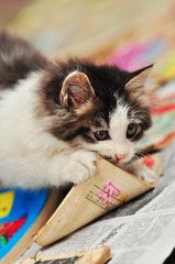 小猫不识字何必乱翻书