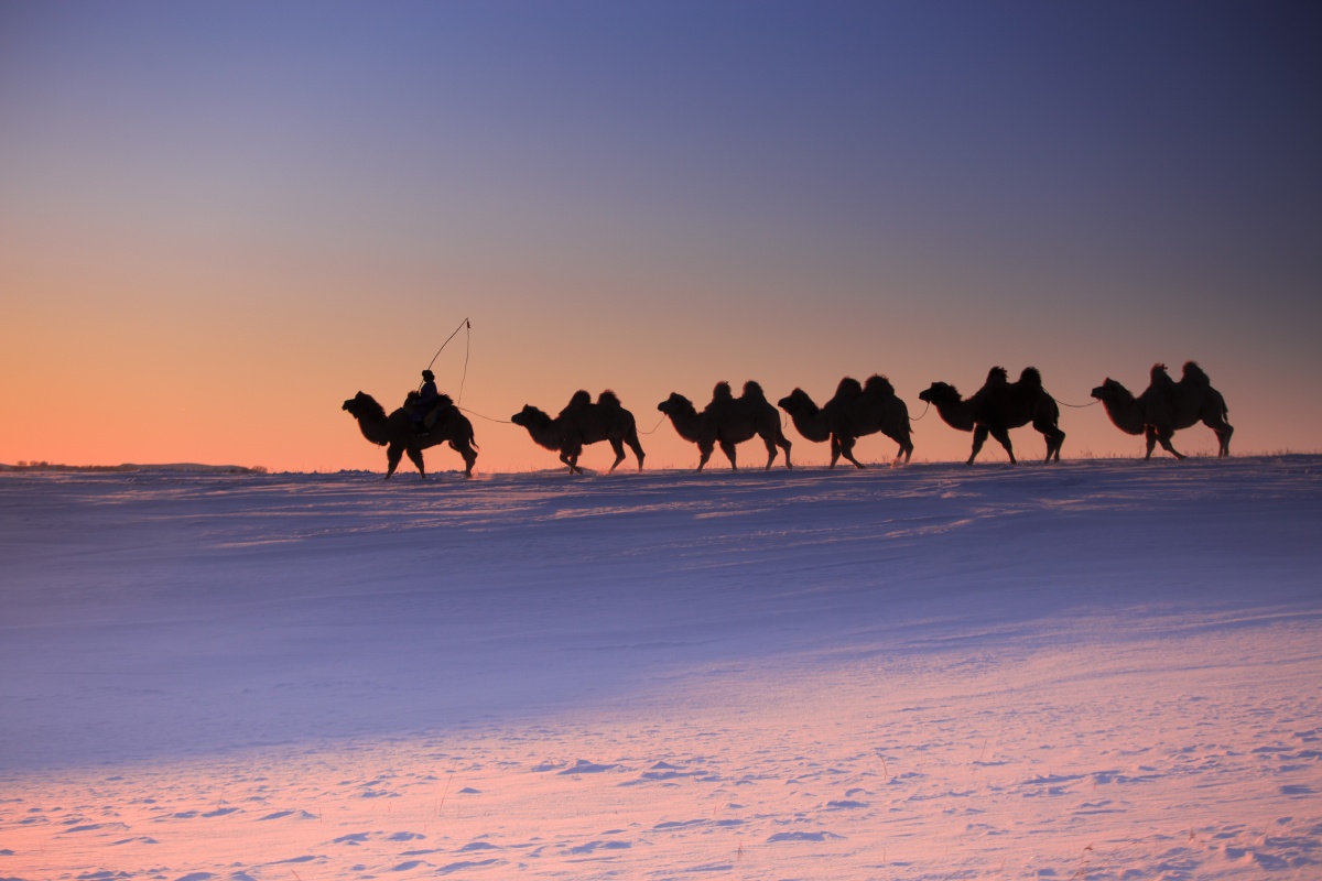 雪原日落驼队归来