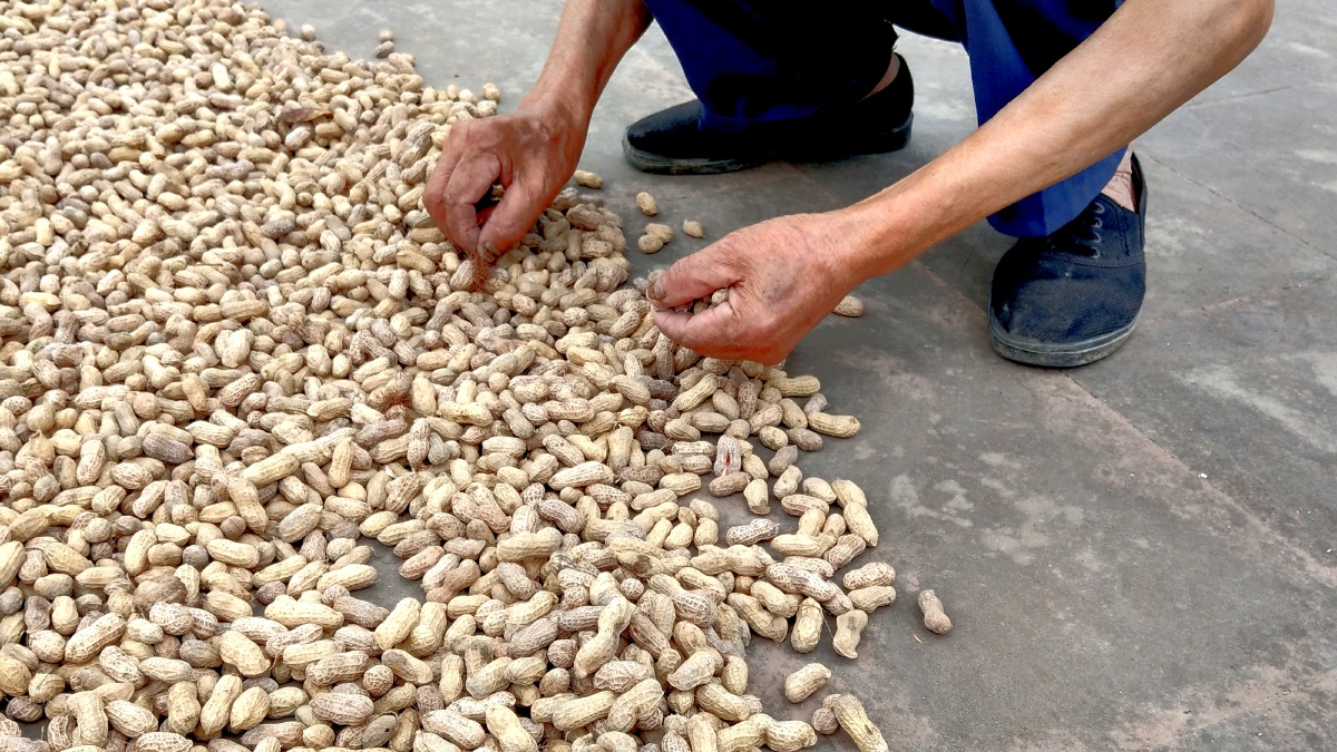 晒花生!