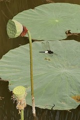 静静地飞过