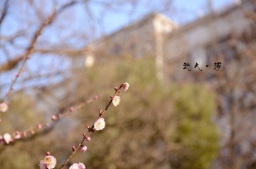 DSC_0250.jpg