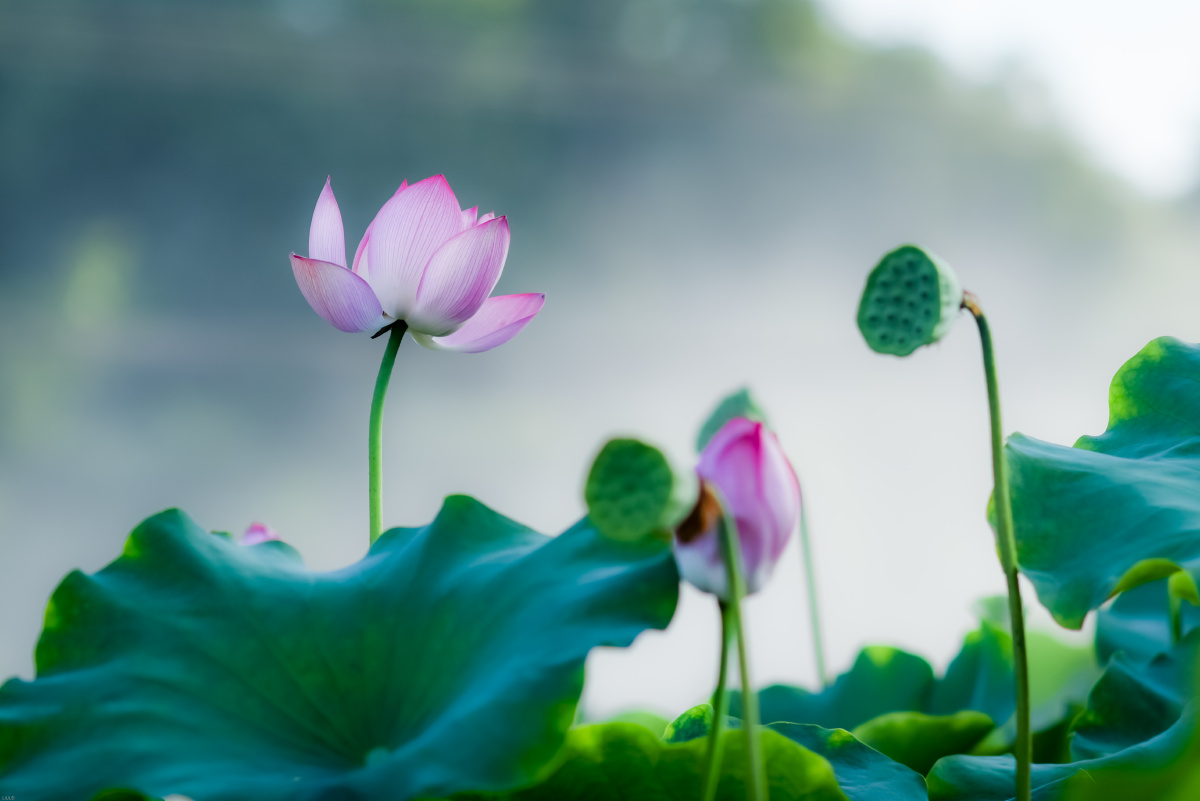 花开半夏,一斜莲枝浅熏流年