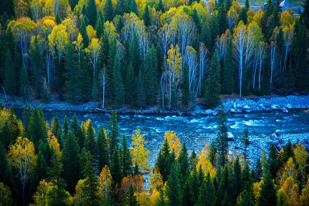 禾木村的白桦林