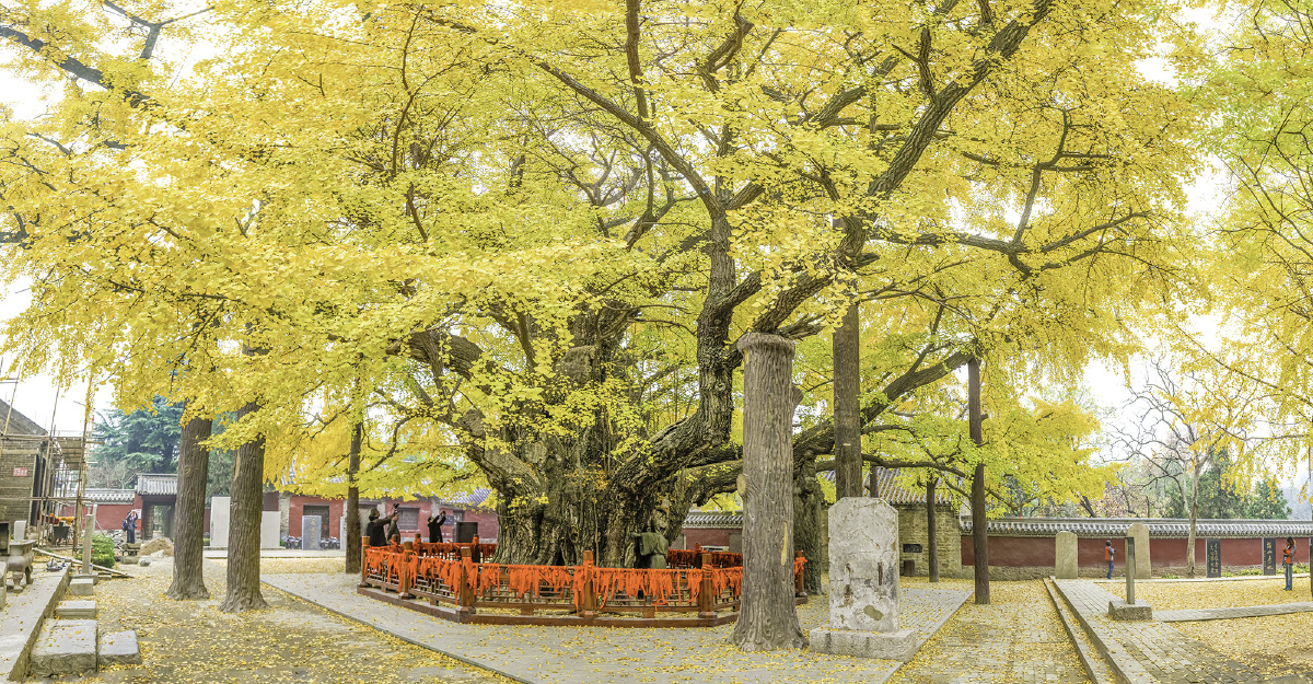 天下第一银杏山东莒县浮来山定林寺银杏树龄3500年