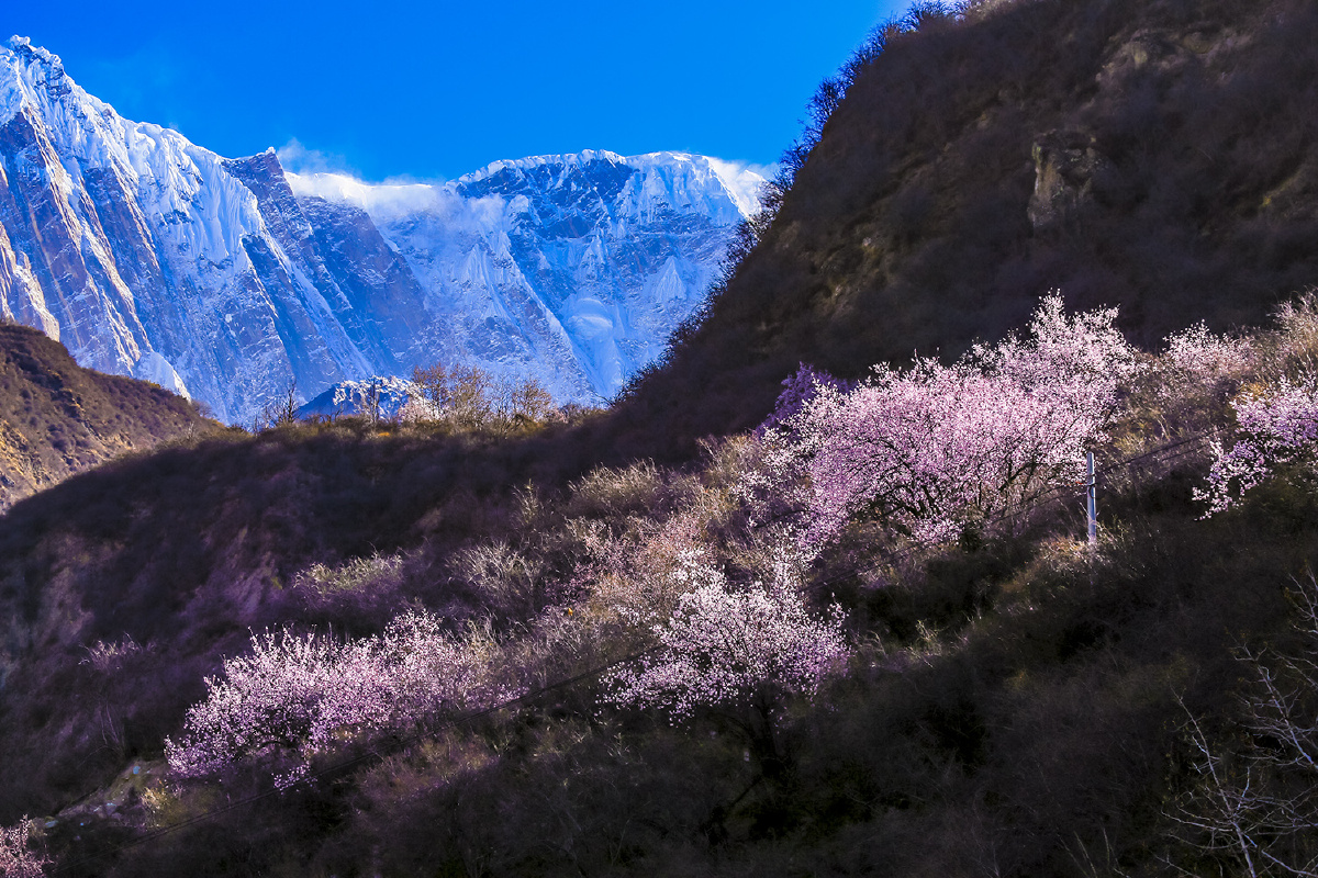 南迦巴瓦峰桃花盛开
