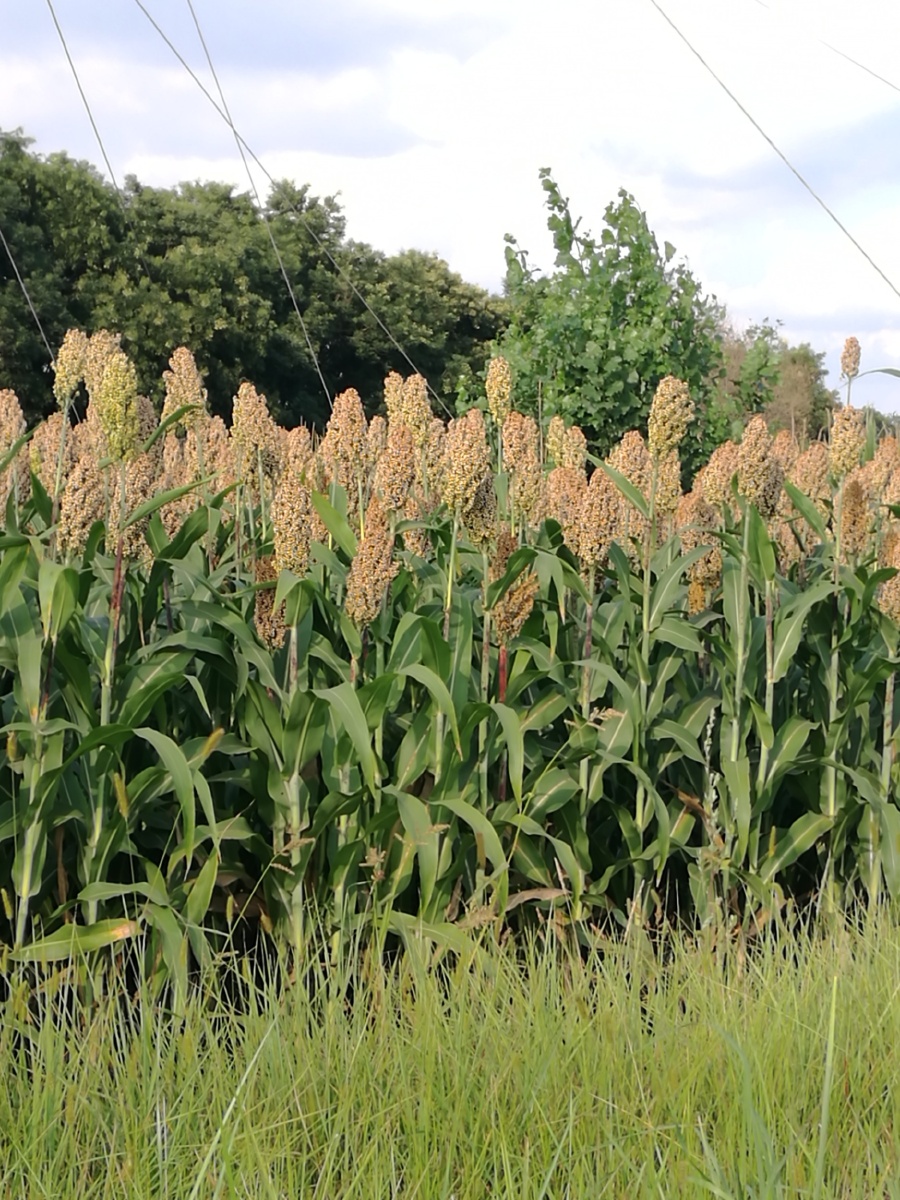 高粮,玉米,迷子,谷子。