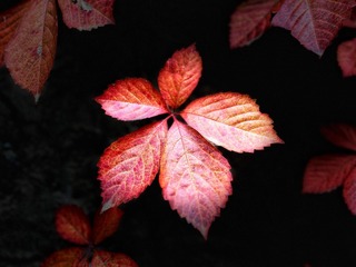C372F046-45A6-4A3A-99A2-D7E8036B8E92/L0/001