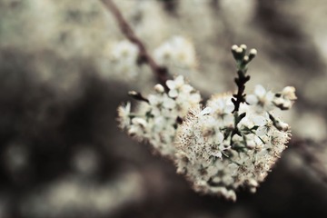成群的小花