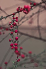 含苞的花