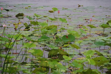 蜜蜂1