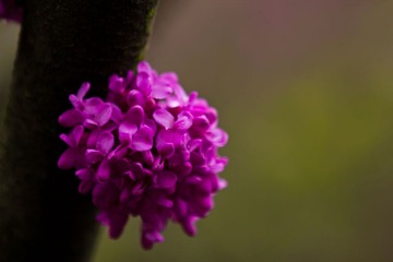 紫色的花～～