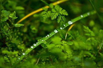 水珠