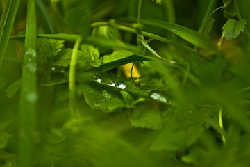 水珠～