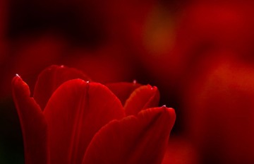 红艳艳的花～