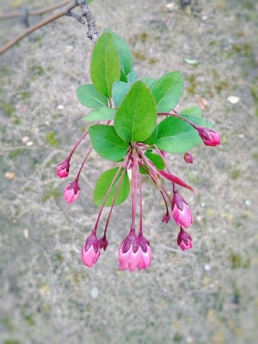 海棠花 - 抹布叻 - 图虫