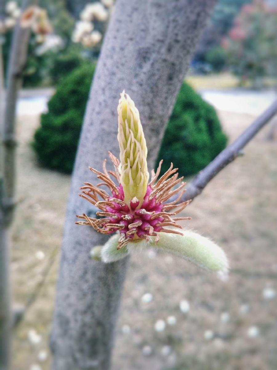 海棠花 - 抹布叻 - 图虫