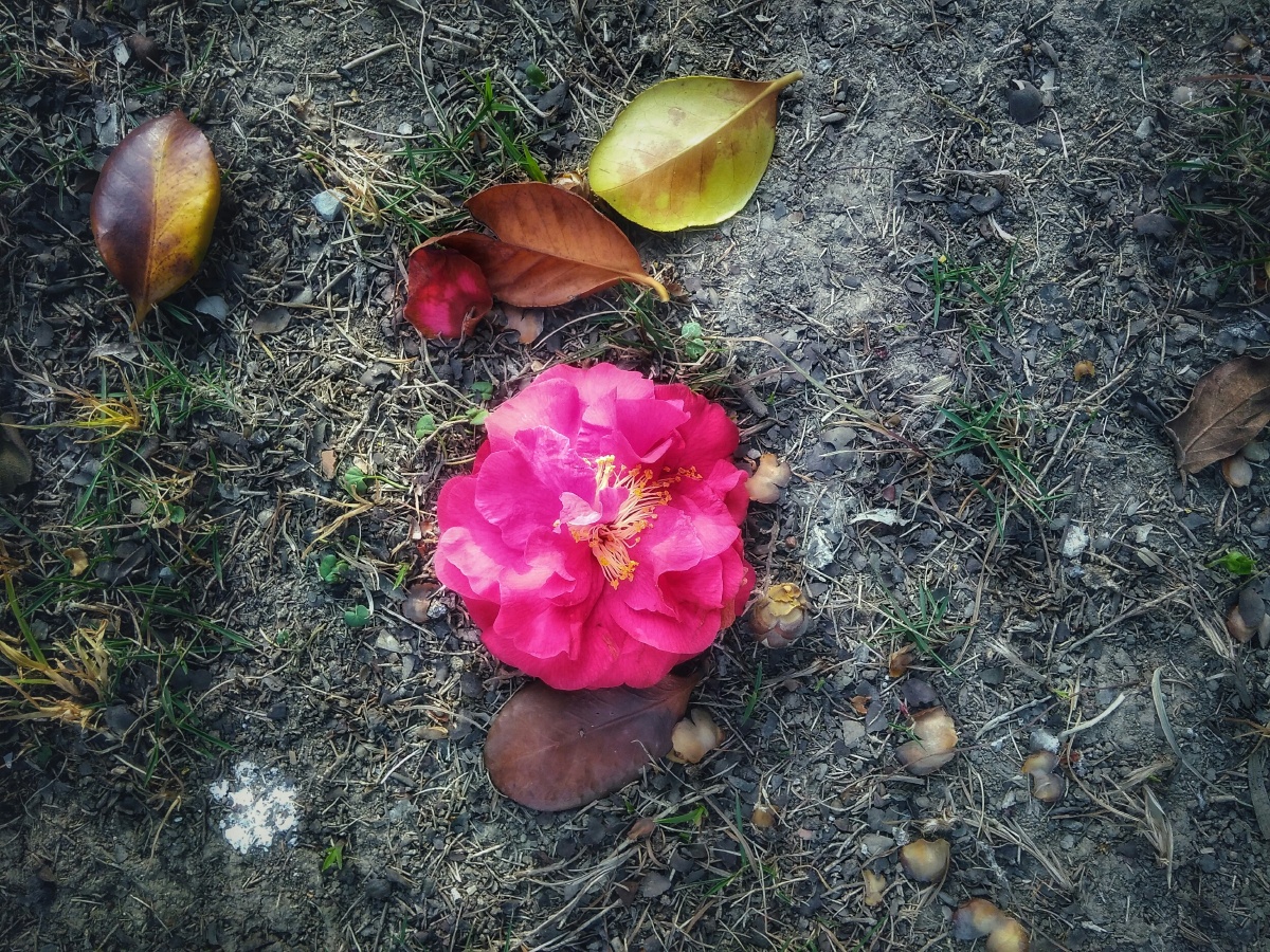 凋谢了的山茶花